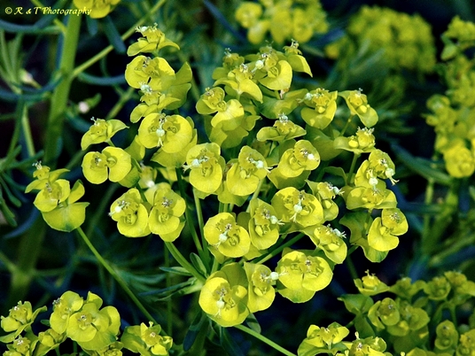 {Euphorbia cyparissias}